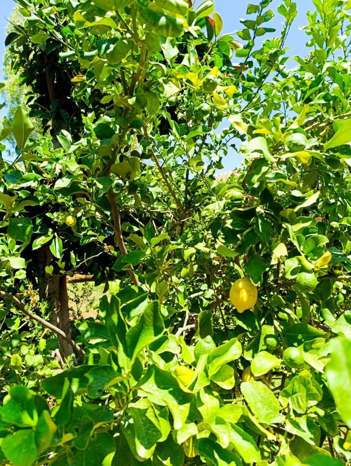 Casa In Giardino A Pochi Passi Dal Mare Villa Palermo Ngoại thất bức ảnh